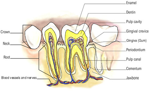 Tooth Anatomy, Teeth Anatomy